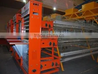automatic layer egg collection system