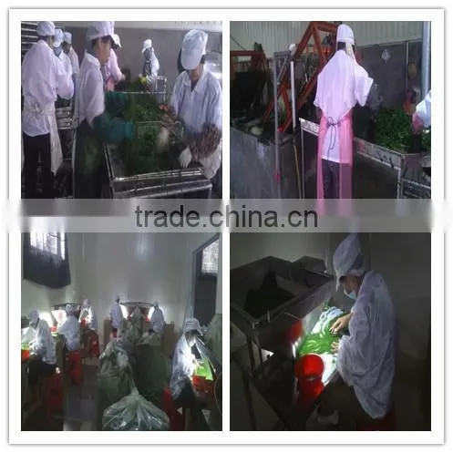 Manufacturer Supply 100% Natural Organic Chlorella Powder/Tablet