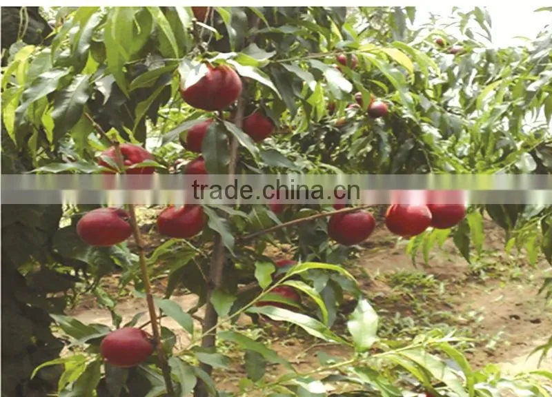 Mo Fulvic acid fertilizer