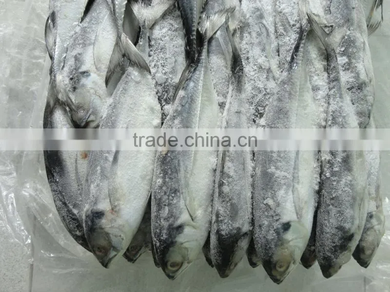 Horse Mackerel