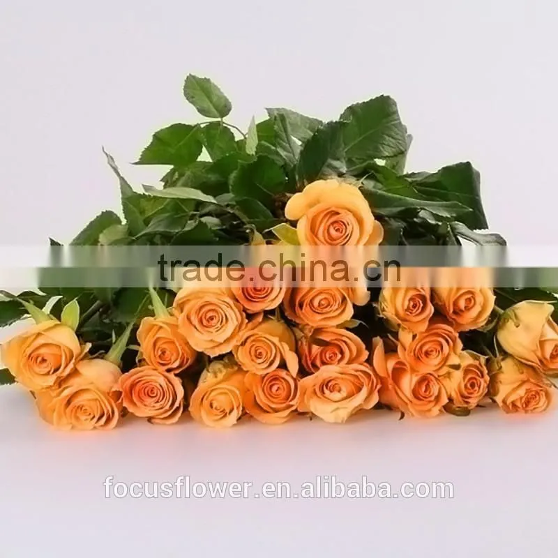 Wedding Flowers Fresh Cut Roses From Yunnan Gift For Valentine's Day Or Wedding Occasion