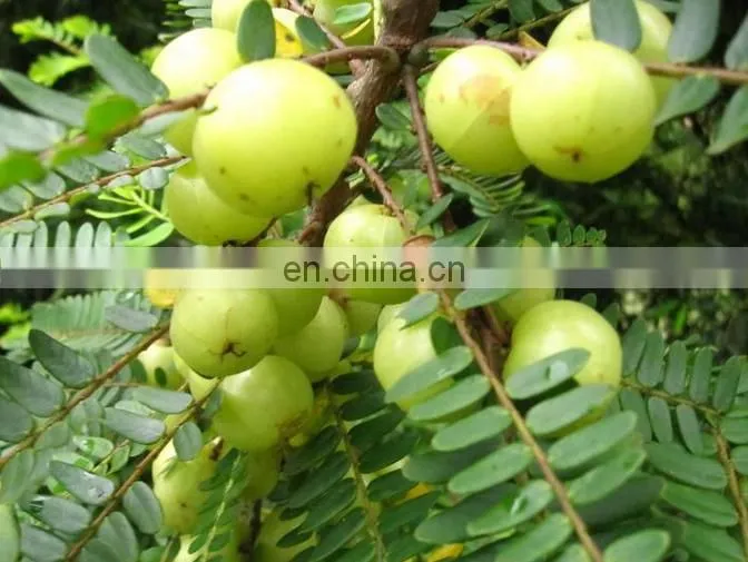 Sciyu supply alma Phyllanthus emblica fruit Extract powder