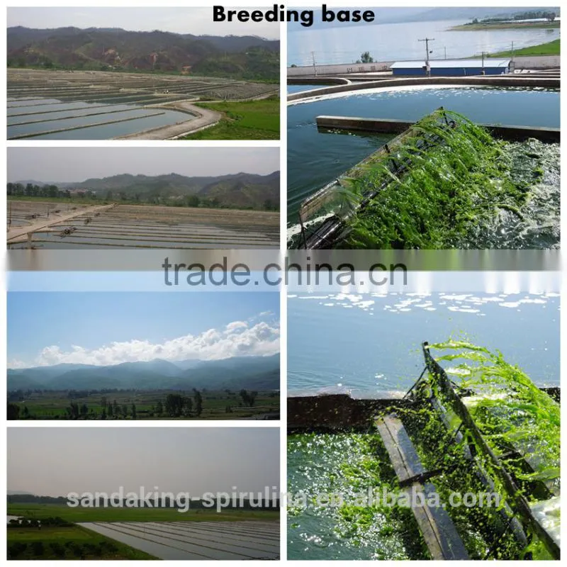 Gmp Certified Manufacturer Supply High Quality Spirulina Powder