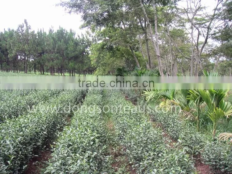 Gaba Oolong tea - Dong son gaba tea