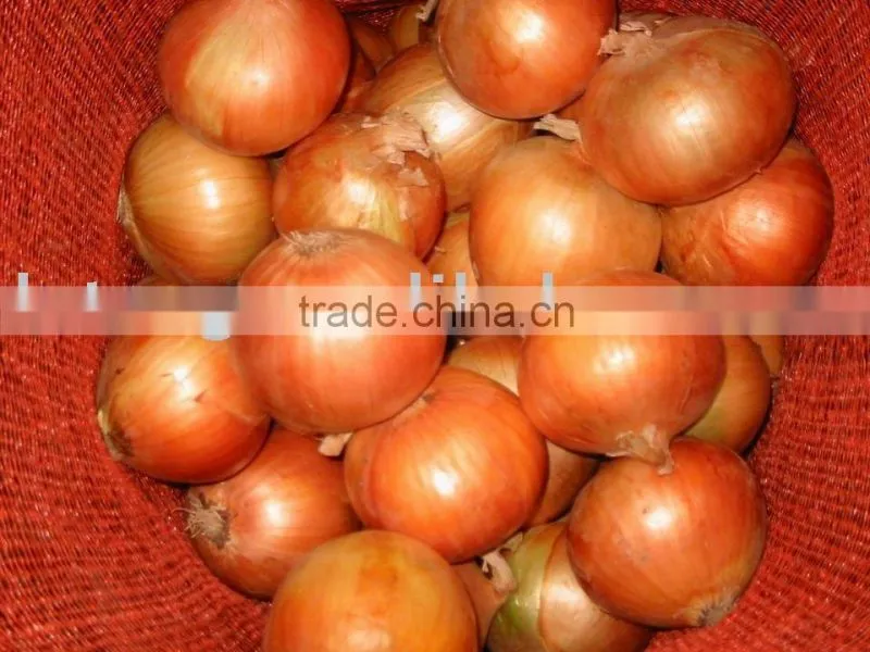 Fresh Onion Export to Dubai