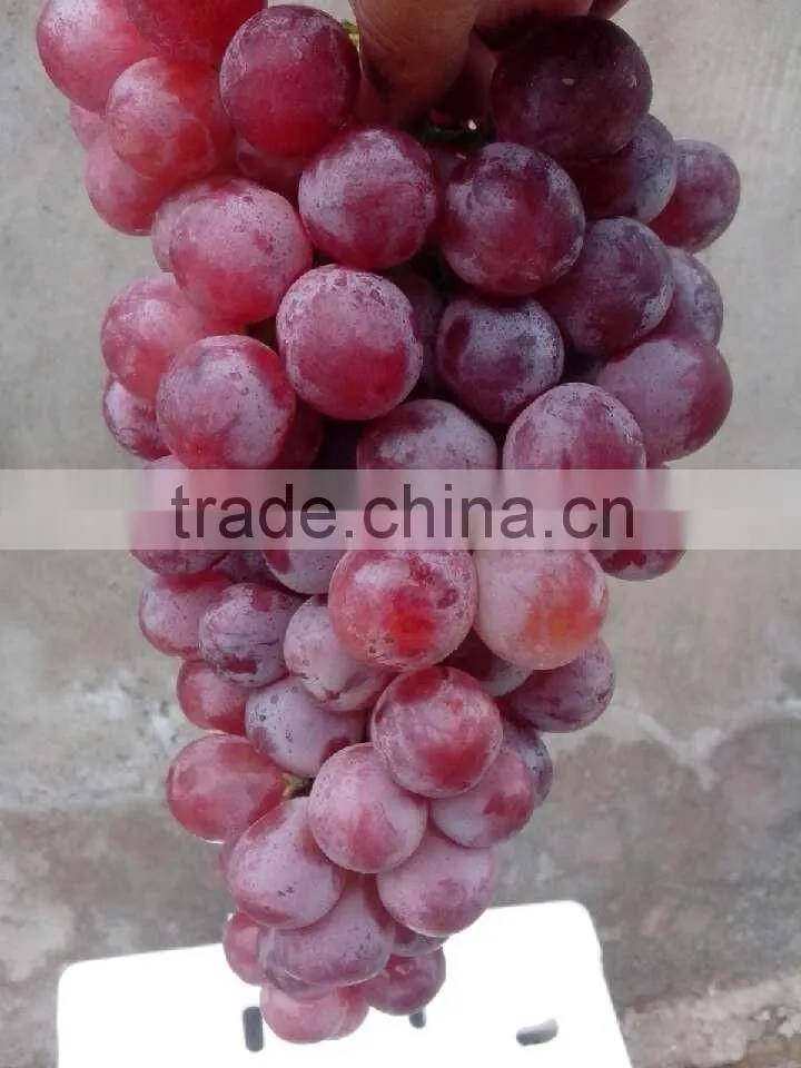 Chinese red globe grapes size