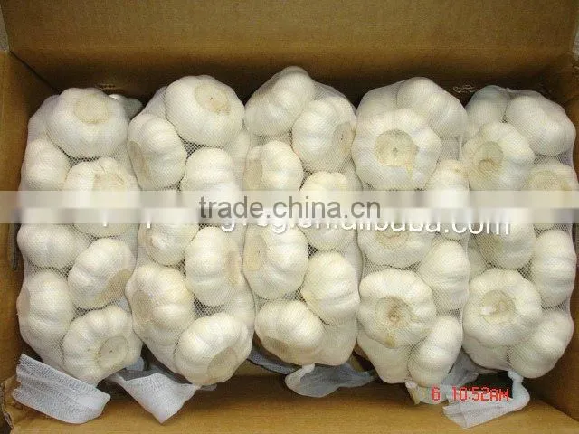 chinese new crop fresh pure white garlic