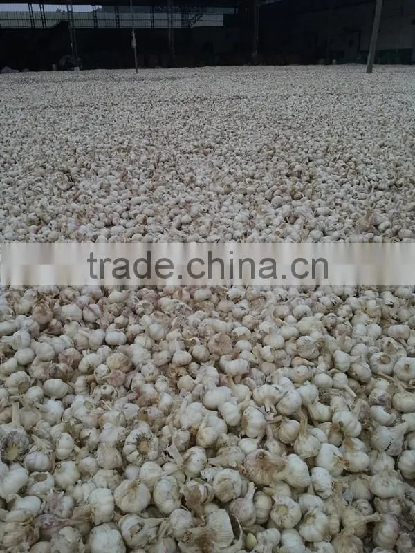 China factory Chinese garlic dehydrated garlic manufacturers dry garlic flakes garlic slice white dried garlic flake