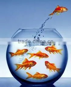 Floating Frog/ salmon/fish /pet/fish / animal pellet /food machine//floating pellet making machine for fish