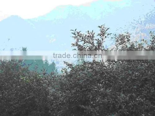 organic refined camellia oil