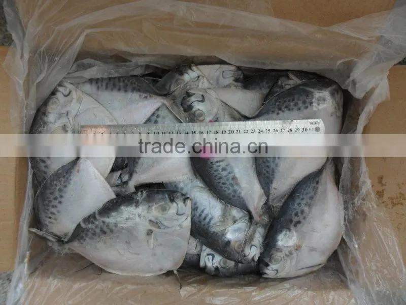 frozen moonfish 200-300g/pc BQF 7.5kgs/ctn