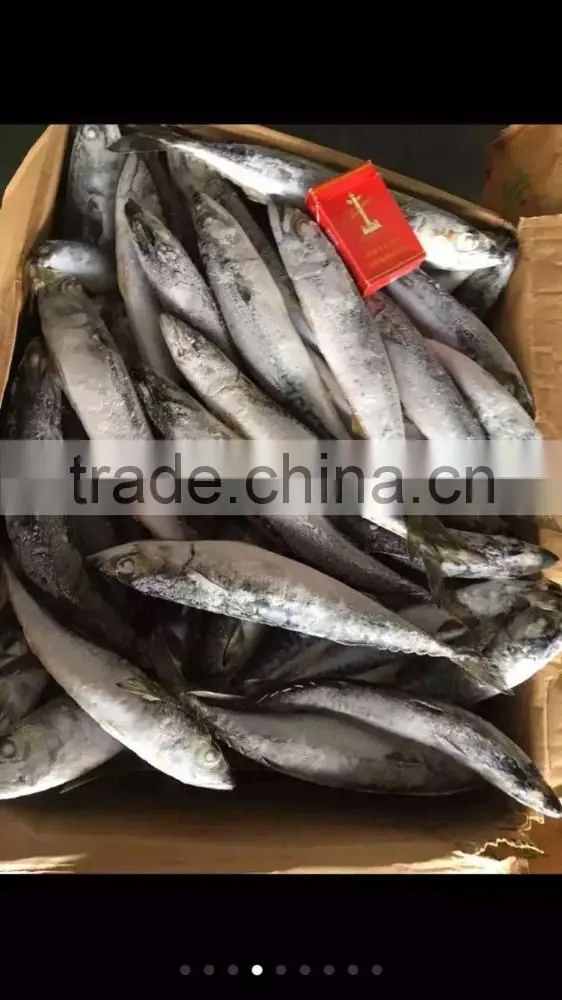 2017 New food grade pacific mackerel frozen manufactured in China