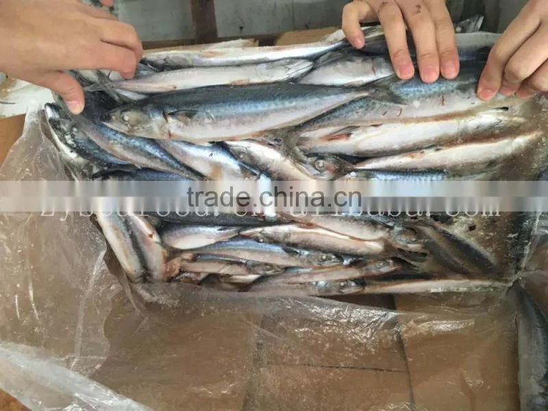 Frozen W/R Pacific/Atlantic Mackerel