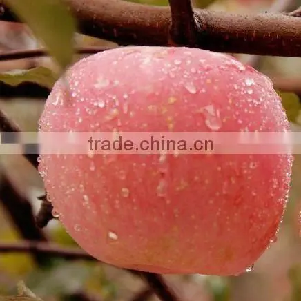 Good quality Fuji apple China red apple export