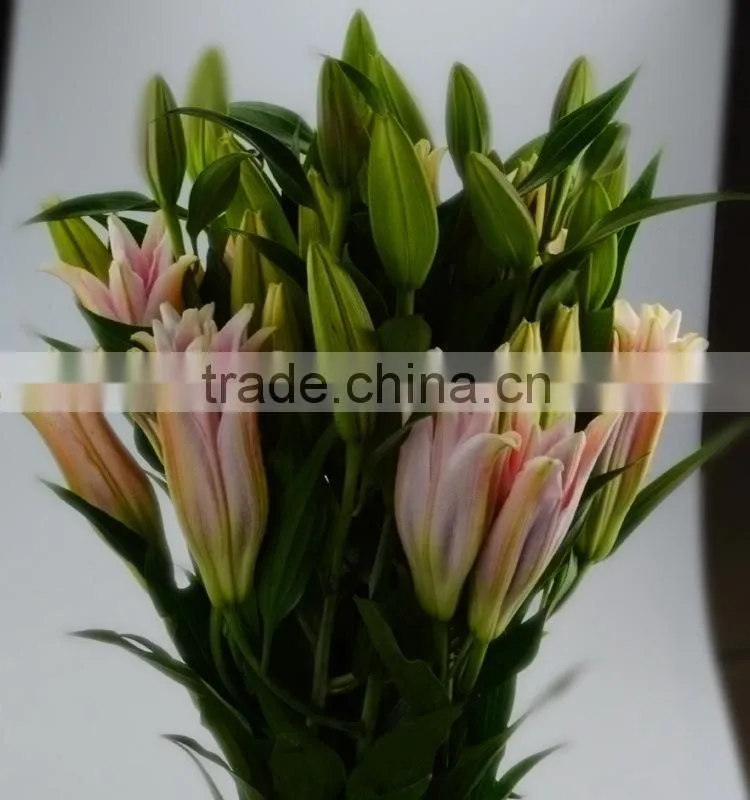 High grade sorbonne lily flower for wedding decoration