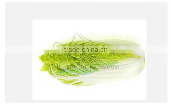 Fresh chinese cabbage/Cabbage from China/New crop cabbage