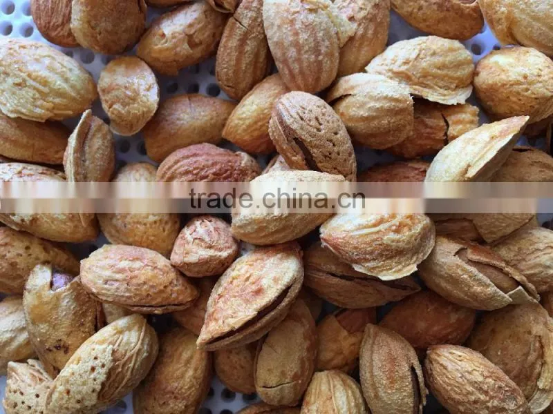 Good Taste Snack Roasted almond With Shell for Sales