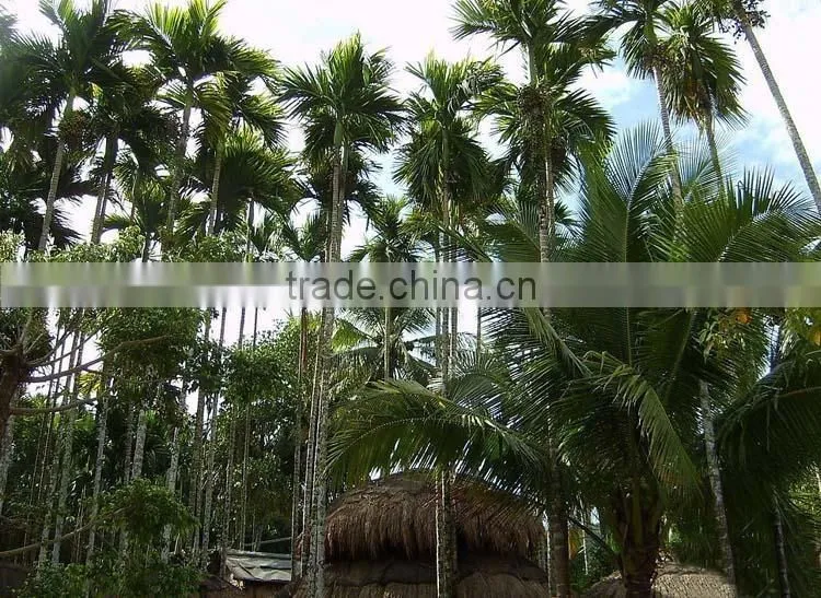 Areca catechu trees