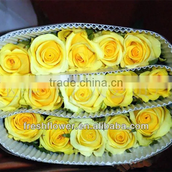 Supply fresh rose flower of big head fresh roses flower