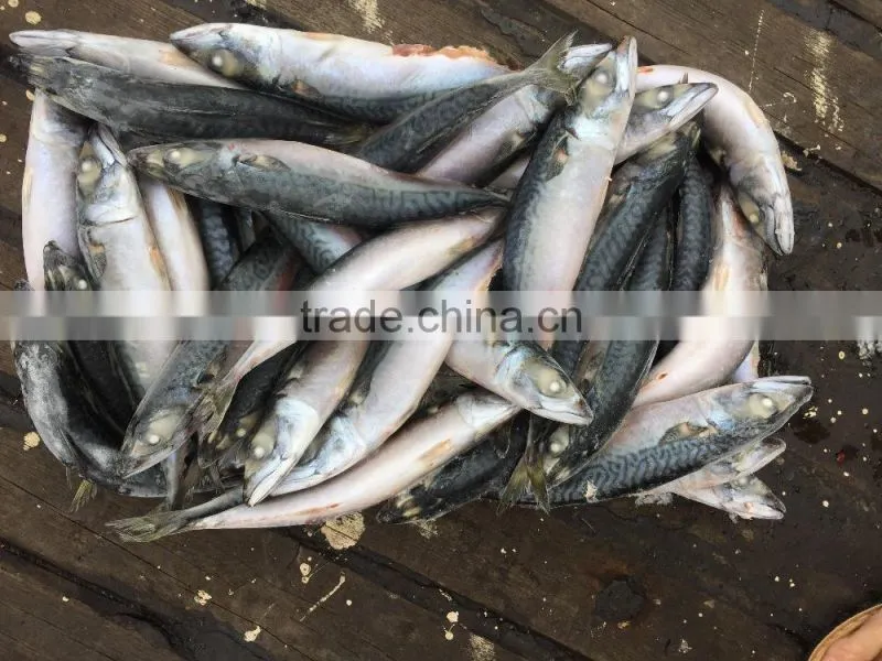 China pacific mackerel frozen fish With Good Service