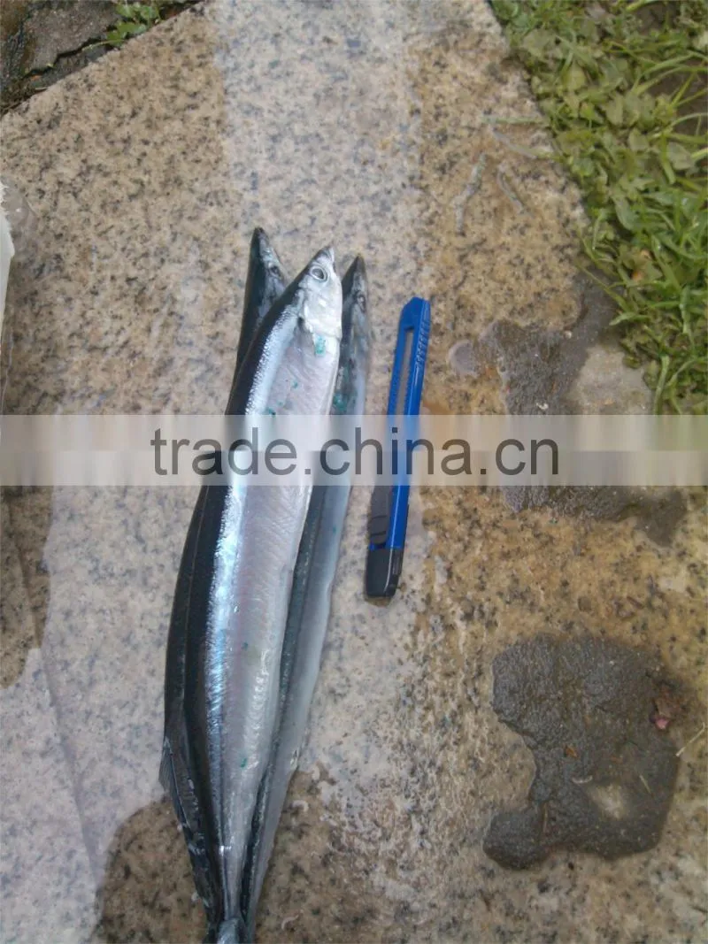 frozen Pacifc saury Cololabis Saira