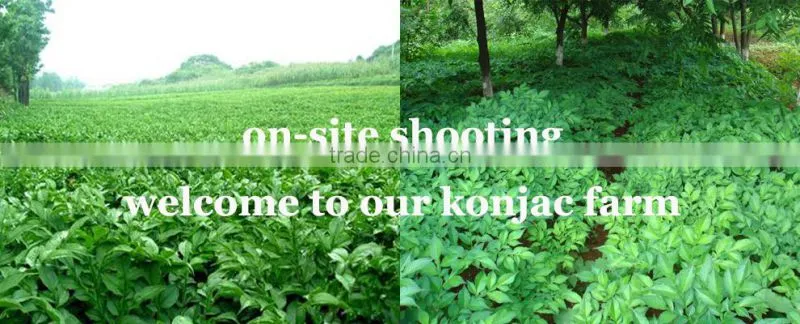 Konjac foods wholesale shirataki foods instant konjac foods