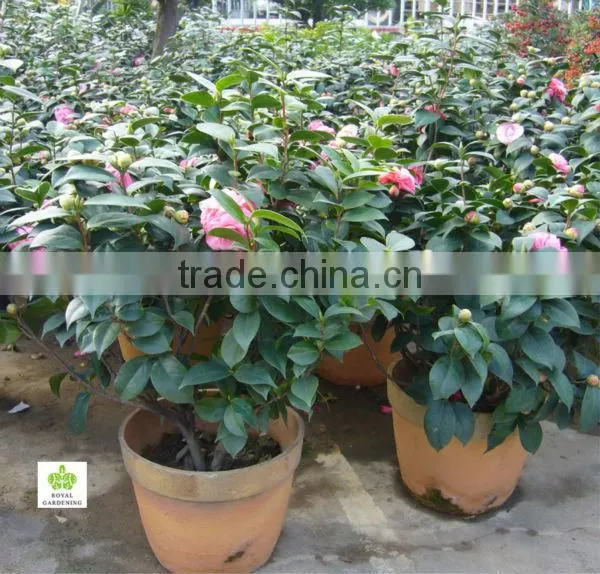 Camellia japonica