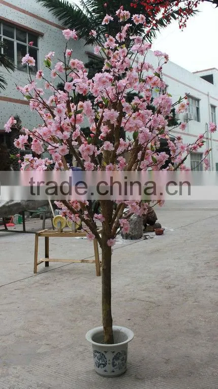 Janpan cherry tree