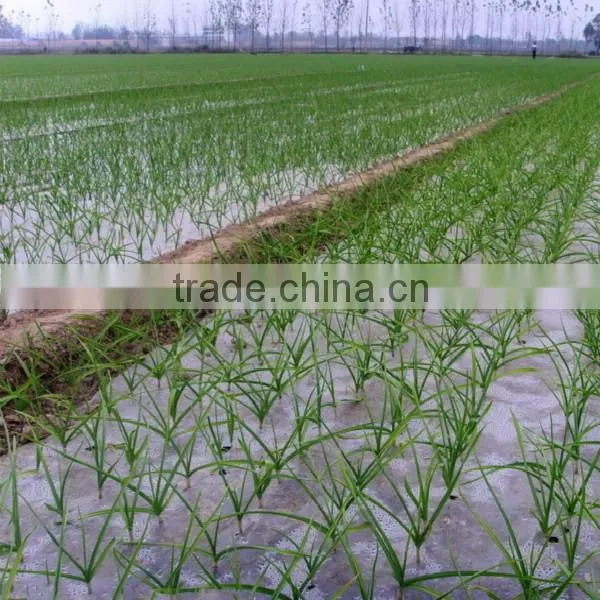 2016 new crop garlic start to be harvest