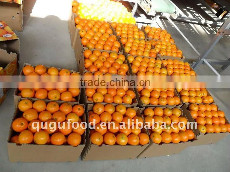 2016 China fresh navel orange, fresh orange wholesale