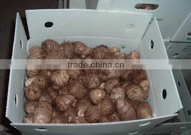 supply fresh taro for dubai