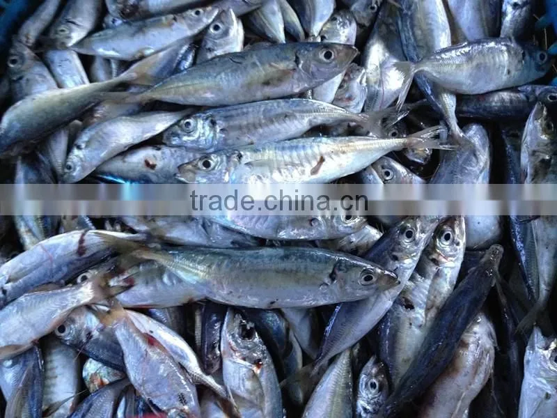 2016new coming frozen horse mackrel for sale