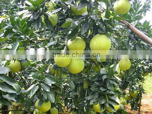 2015 GuanXi high quality fresh pomelo