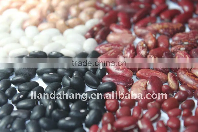 Pinto Beans