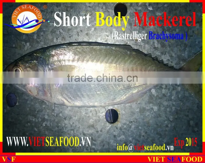 FROZEN SHORT BODY MACKEREL WHOLE ROUND