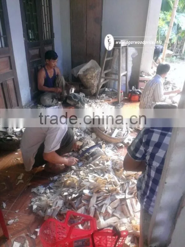 Long Time Formation to Get The Highest Fragrance of Vietnam Agarwood Chips - Aloeswood/Eaglewood/ Oud Chips