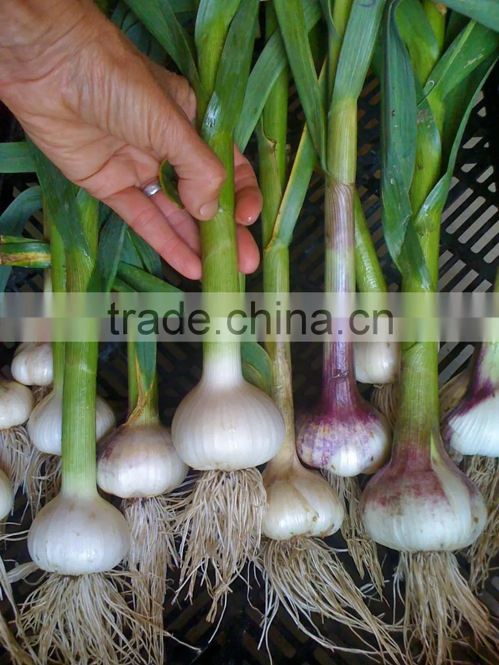 2016 Jinxiang fresh garlic
