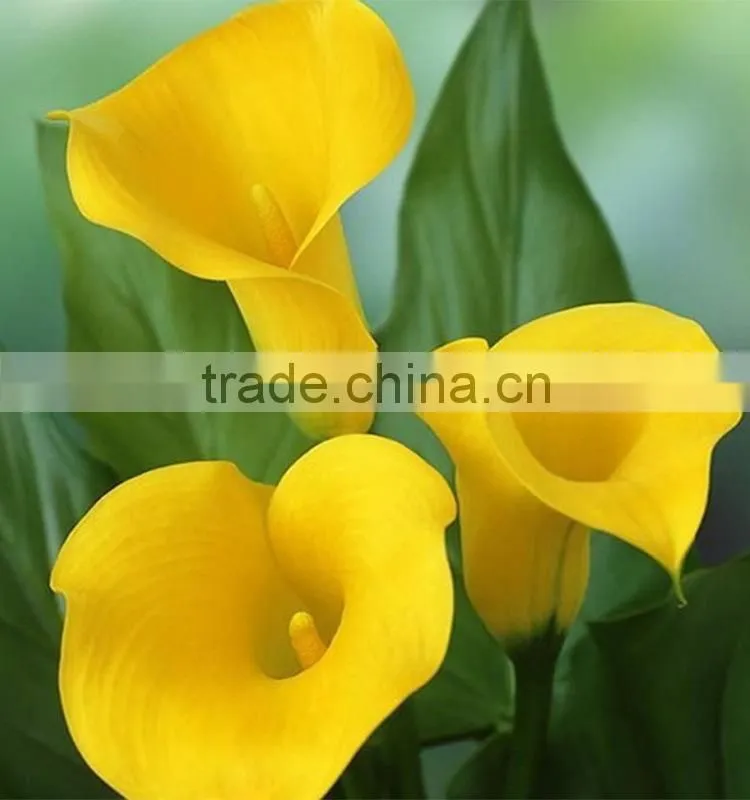 Cut Fresh manufacture bottom price calla lily pick