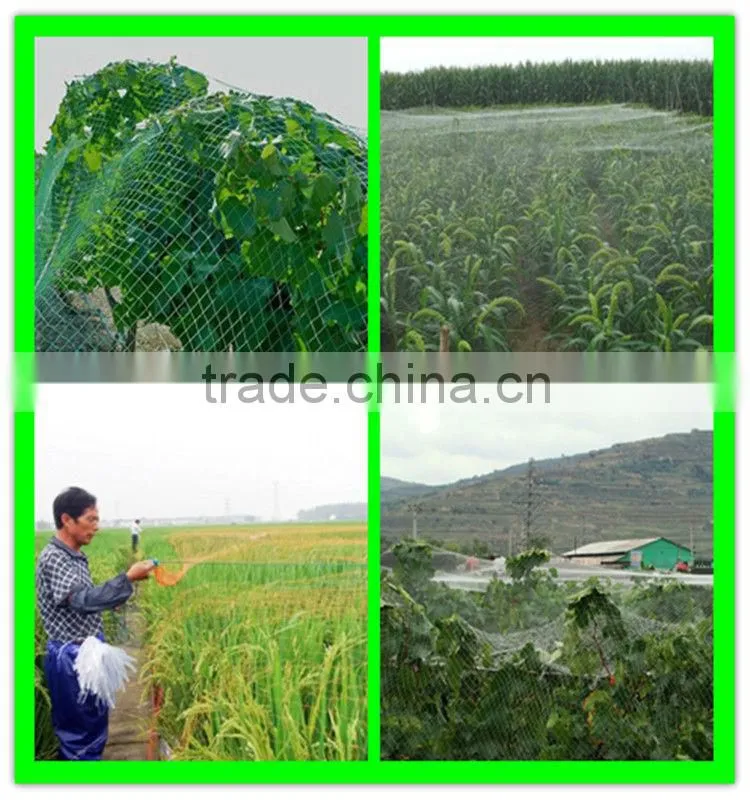 Henan Suntex supply virgin HDPE extruded anti bird net/ knitted anti bird net for fruit protection