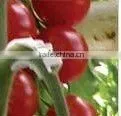 Plant Grafting Clip