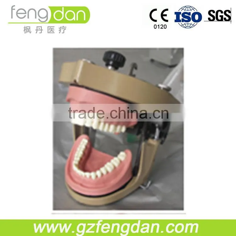 Dental supply high quality a advanced dental manikin