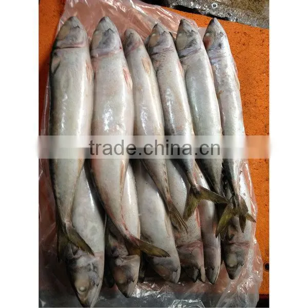 Carton frozen mackerel fish for sale