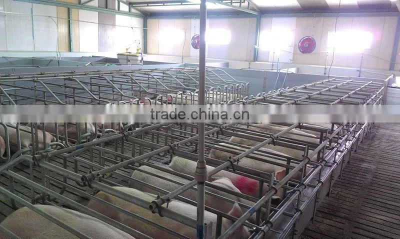 Pig Gestation Stall Good Quality For Pig Stall