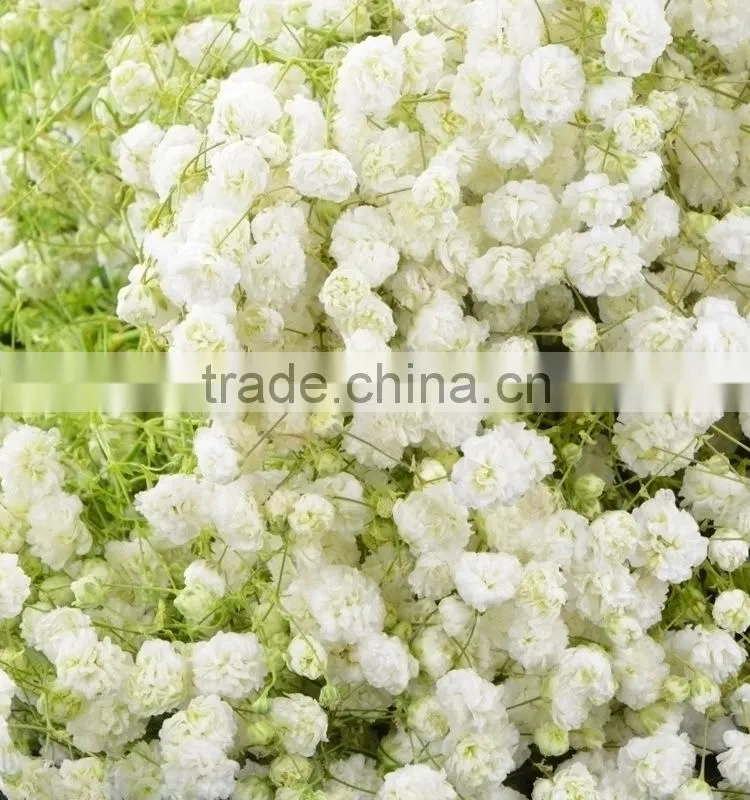 Excellent quality best selling fresh excellent quality fresh gypsophila
