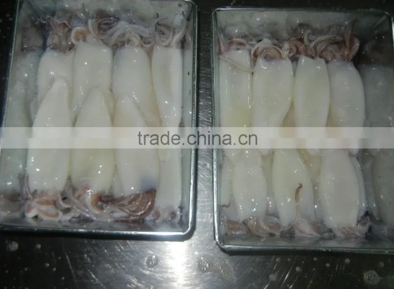 Illex Argentinus frozen squid tube and tentacle(tt)