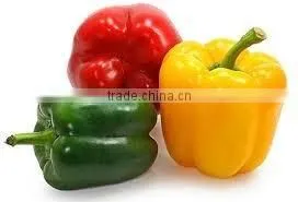 FRESH GREEN CHILLI WITH BEST PRICE ASND GOOD QUALITY