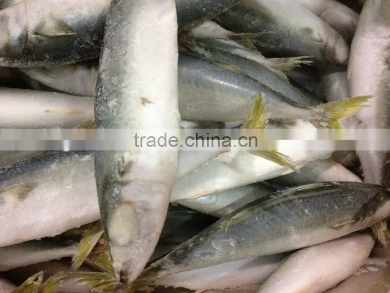 New fishing frozen IQF 60-70g pacific mackerel in 2016