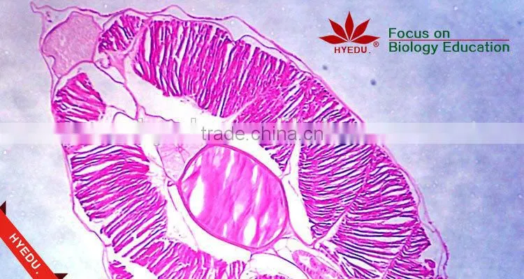 Supply Animal Round Coverglass Student Biological Teaching Slides Individual microscope prepared slide