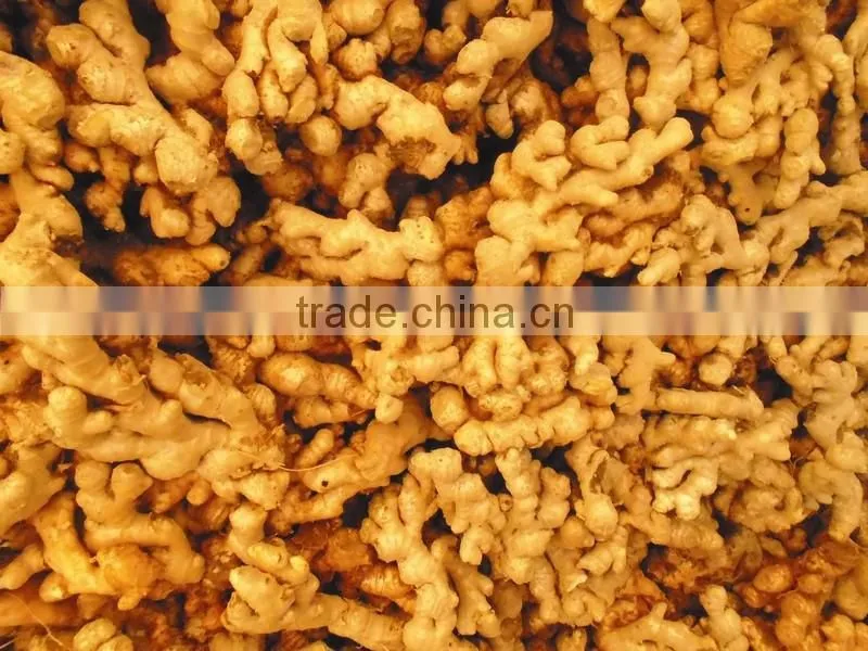 Supply FRESH GINGER (Call: +841687264621 or Skype: anda.ty)