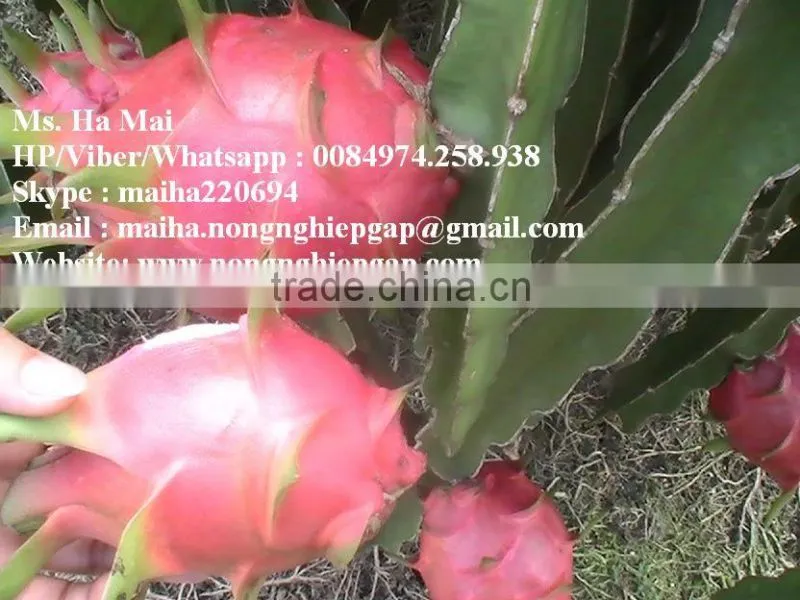 100% Natural Fresh Dragon Fruit from Vietnam-Ms Ha 84974258938